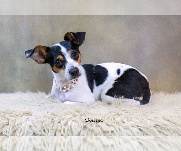 Medium Photo #3 Rat Terrier-Unknown Mix Puppy For Sale in Hot Springs Village, AR, USA
