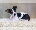 Small #2 Rat Terrier Mix