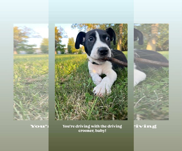 Medium Photo #3 Mutt Puppy For Sale in Germantown, OH, USA