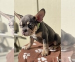 Small Photo #3 French Bulldog Puppy For Sale in TEMECULA, CA, USA