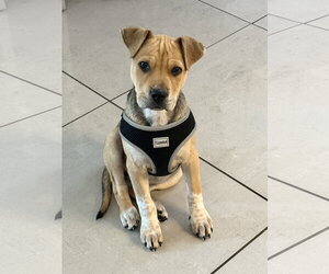 Labrador Retriever-Unknown Mix Dogs for adoption in Jefferson, NJ, USA
