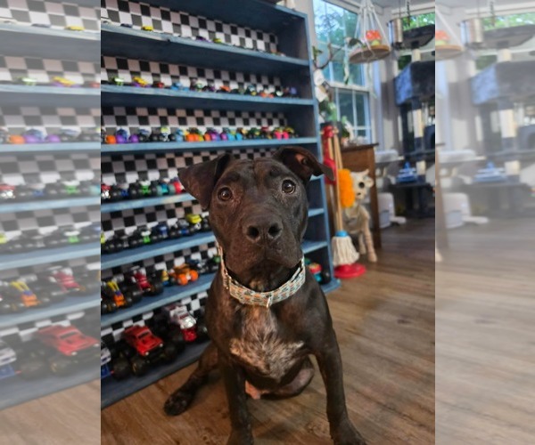 Medium Photo #1 American Pit Bull Terrier-Unknown Mix Puppy For Sale in Germantown, OH, USA