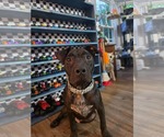 Small American Pit Bull Terrier Mix