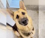 Small #1 German Shepherd Dog