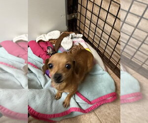 The Doxies : Darcy - Female Dachshund-Unknown Mix Dog for Adoption