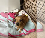 The Doxies : Darcy - Female Dachshund-Unknown Mix Dog for Adoption - Small photo