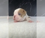 Small Photo #53 Boston Terrier Puppy For Sale in TULARE, CA, USA