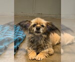Small #1 Shih Tzu Mix