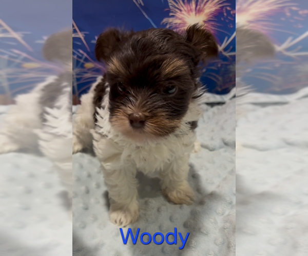 Medium Photo #1 Yorkshire Terrier Puppy For Sale in AZLE, TX, USA