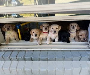 Labrador Retriever Litter for sale in ARLINGTON, TX, USA