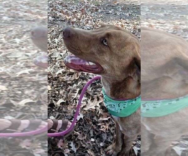 Medium Photo #4 Labrador Retriever-Unknown Mix Puppy For Sale in Monticello, MS, USA