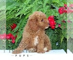 Small #1 Cavapoo