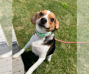 Beagle-Unknown Mix Dogs for adoption in Pierceton , IN, USA