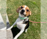 Small Beagle Mix
