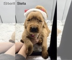 Image preview for Ad Listing. Nickname: Stella