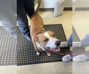 Mutt Dogs for adoption in Stockton, CA, USA