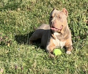 American Bully Puppy for sale in ATHENS, TN, USA