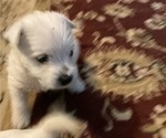 Small #7 West Highland White Terrier