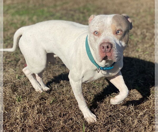Medium Photo #4 American Pit Bull Terrier-Unknown Mix Puppy For Sale in Virginia Beach, VA, USA