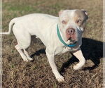 Small #3 American Pit Bull Terrier Mix