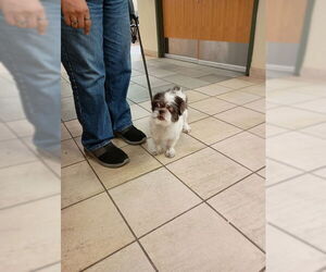 Shih Tzu-Unknown Mix Dogs for adoption in Virginia Beach, VA, USA