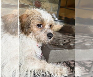 Norfolk Terrier-Unknown Mix Dogs for adoption in Rockaway, NJ, USA