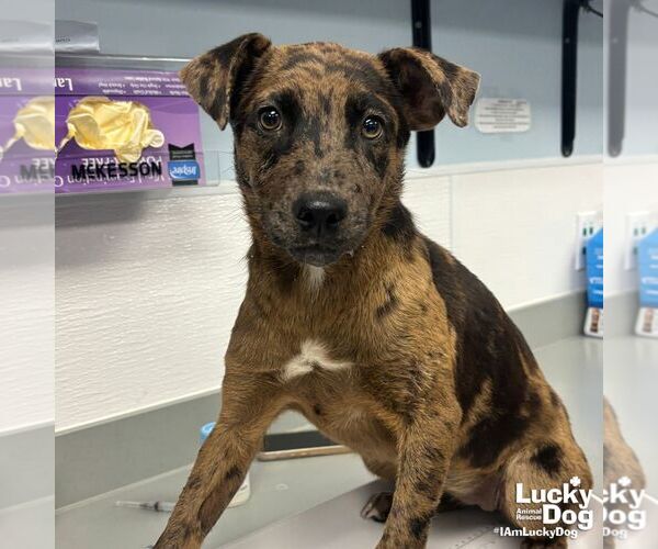 Medium Photo #1 Catahoula Leopard Dog-Unknown Mix Puppy For Sale in Washington, DC, USA