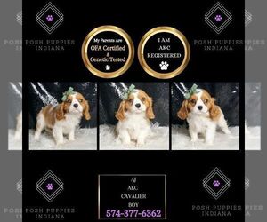Medium Cavalier King Charles Spaniel