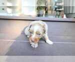 Small #8 Miniature Australian Shepherd