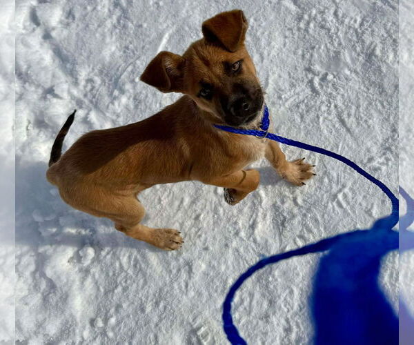 Medium Photo #2 Mutt Puppy For Sale in Germantown, OH, USA