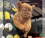 Small Photo #3 French Bulldog Puppy For Sale in RIVER GROVE, IL, USA