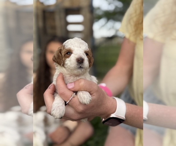 Medium Photo #57 Goldendoodle (Miniature) Puppy For Sale in FREDERICA, DE, USA