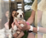 Small Photo #57 Goldendoodle (Miniature) Puppy For Sale in FREDERICA, DE, USA