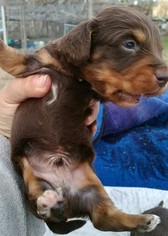 Dachshund Puppy for sale in MANNING, SC, USA