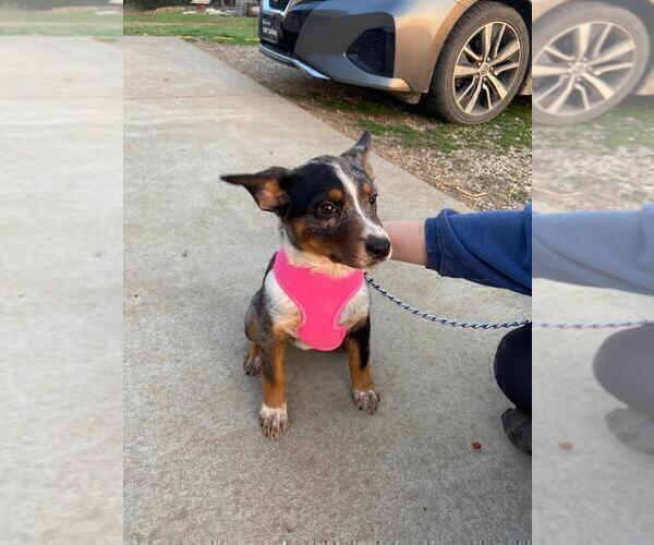 Medium Photo #4 Texas Heeler Puppy For Sale in PAOLA, KS, USA