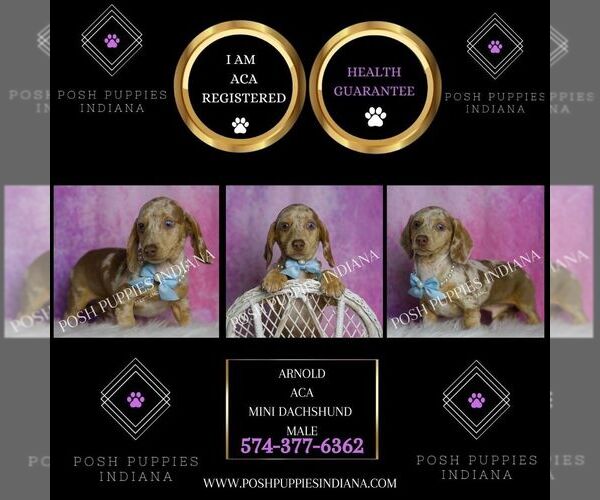 Medium Photo #2 Dachshund Puppy For Sale in WARSAW, IN, USA