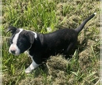 Small Photo #1 Boston Terrier Puppy For Sale in MONTVILLE, OH, USA