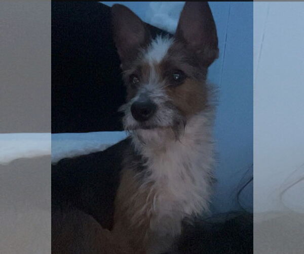 Medium Photo #2 Mutt Puppy For Sale in Ball Ground, GA, USA