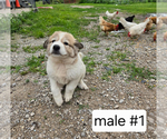 Small #1 Great Pyrenees