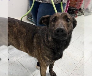 Mutt Dogs for adoption in Elmsford, NY, USA