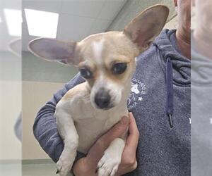 Chihuahua Dogs for adoption in Placerville, CA, USA