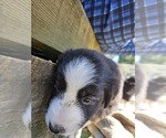 Small Photo #9 Australian Shepherd Puppy For Sale in NELSON, VA, USA