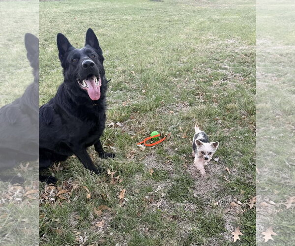 Medium Photo #15 Mutt Puppy For Sale in Gretna, NE, USA