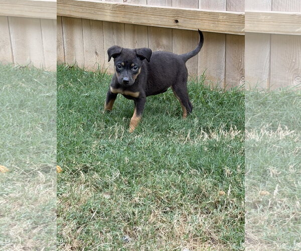 Medium Photo #4 Labrador Retriever-Unknown Mix Puppy For Sale in The Woodlands, TX, USA