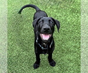 Labrador Retriever-Unknown Mix Dogs for adoption in Fort Worth, TX, USA