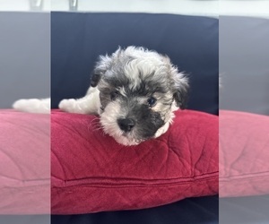 Maltipoo Puppy for sale in WAXHAW, NC, USA