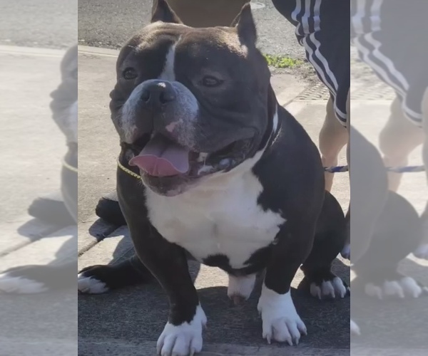 Medium Photo #1 American Bully Puppy For Sale in PORTLAND, OR, USA