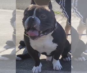 Father of the American Bully puppies born on 04/10/2025