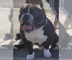 Small Photo #1 American Bully Puppy For Sale in PORTLAND, OR, USA