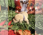Small #1 Labrador Retriever
